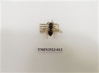 藏品(細黃胡蜂)的圖片